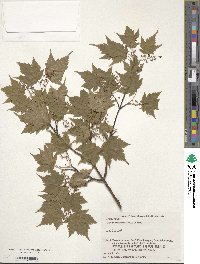 Acer micranthum image