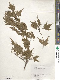 Acer micranthum image