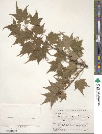 Acer micranthum image