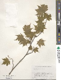 Acer micranthum image