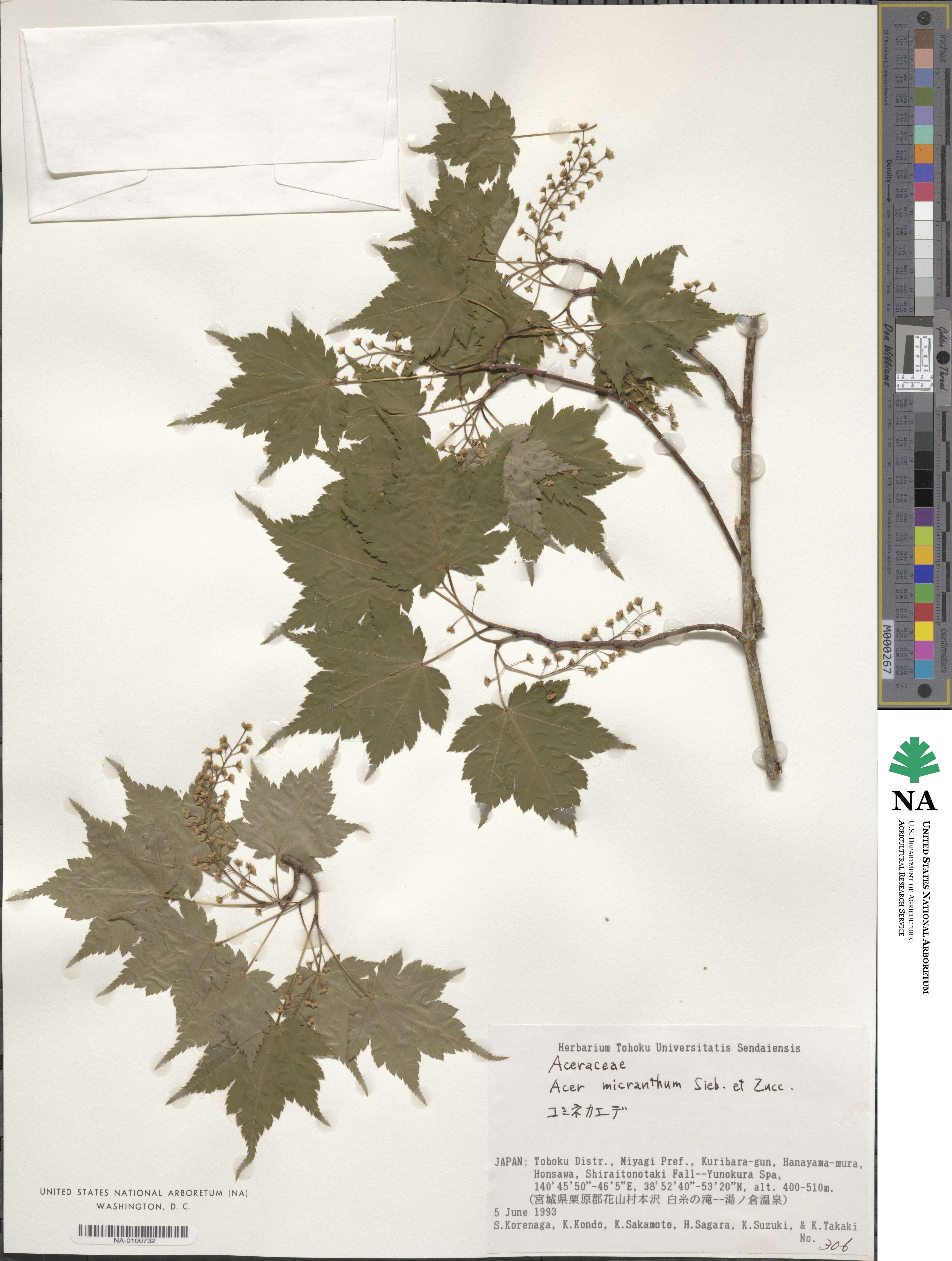 Acer micranthum image
