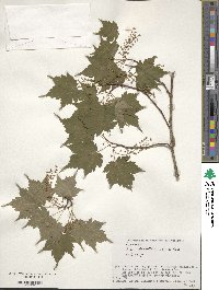 Acer micranthum image