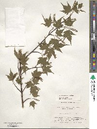 Acer micranthum image