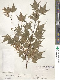 Acer micranthum image