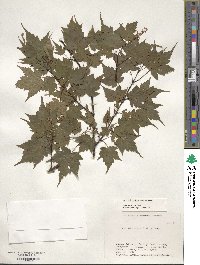 Acer micranthum image