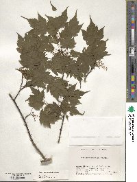 Acer micranthum image