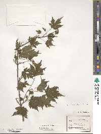 Acer micranthum image