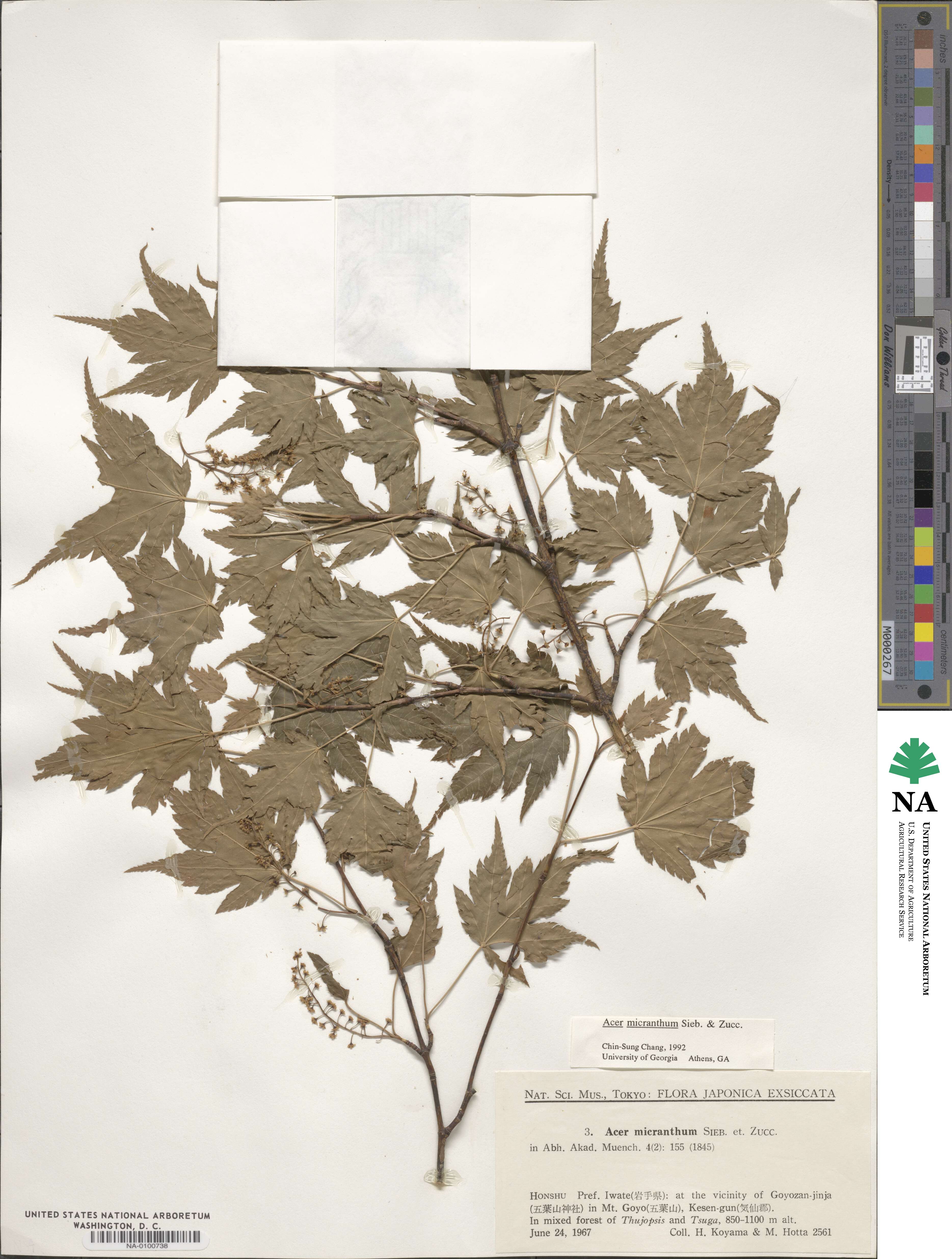 Acer micranthum image