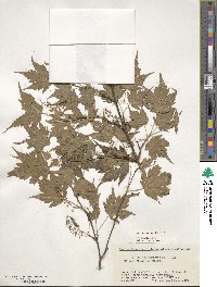 Acer micranthum image