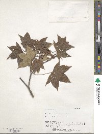 Acer pictum image