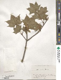 Acer pictum image