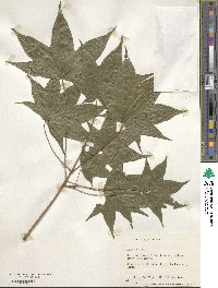 Acer pictum subsp. mono image