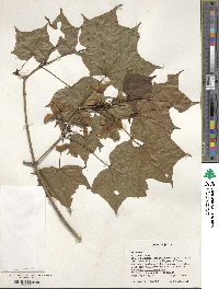 Acer pictum image