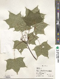 Acer pictum image