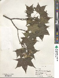 Acer pictum image