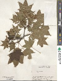 Acer pictum image