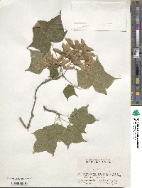 Acer pictum subsp. mono image