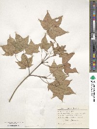 Acer pictum image