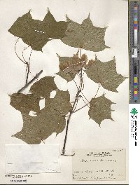 Acer pictum image