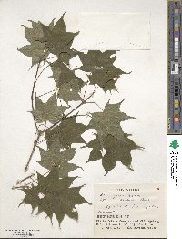 Acer pictum image