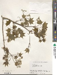 Acer mono var. ambiguum image