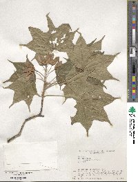 Acer pictum image