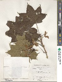 Acer pictum image