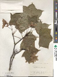 Acer pictum image