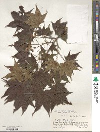 Acer pictum image