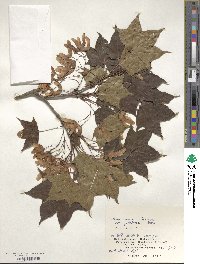 Acer pictum image