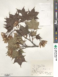 Acer pictum image