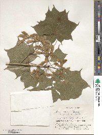 Acer pictum image