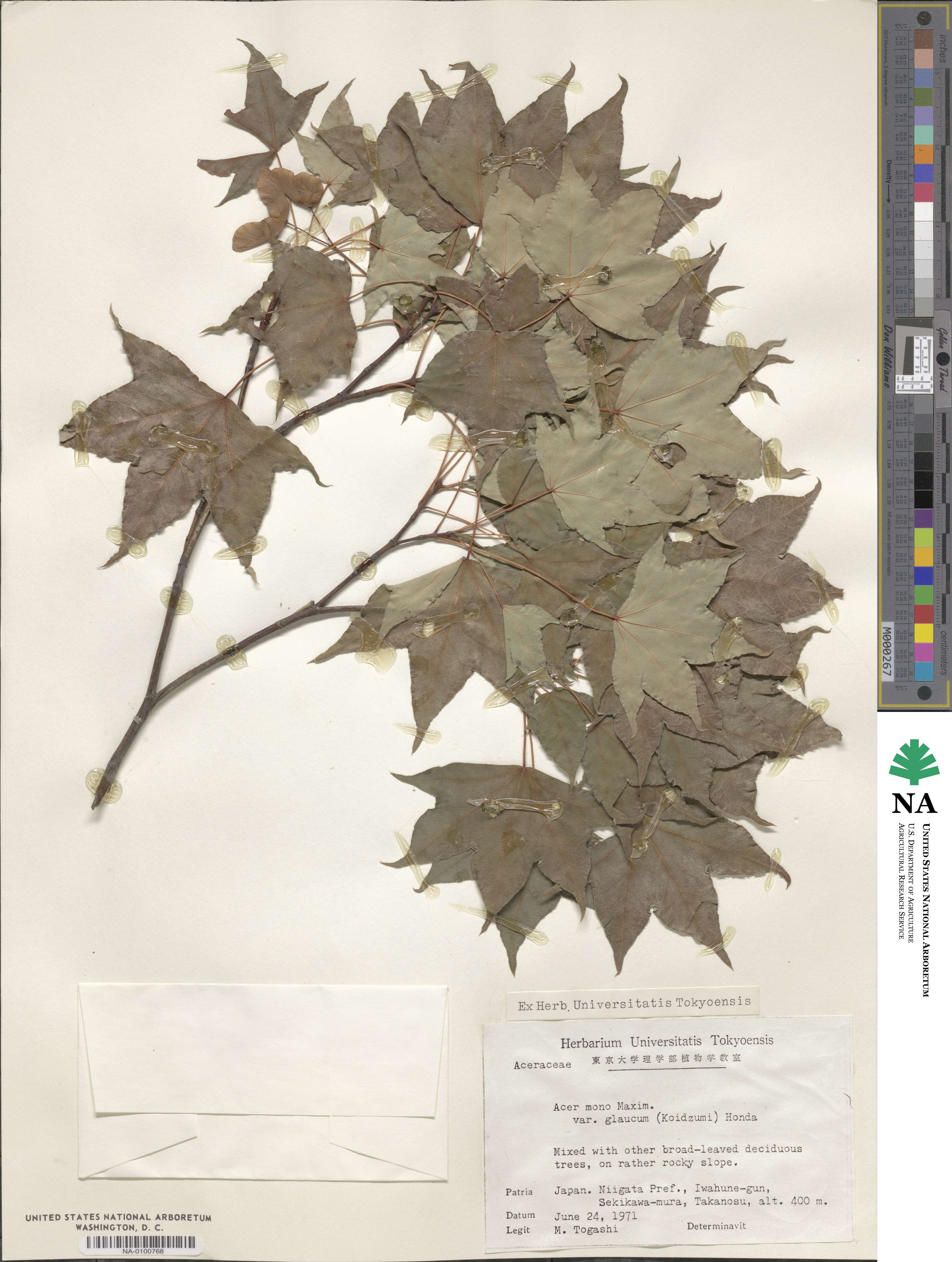 Acer pictum subsp. glaucum image