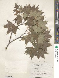 Acer pictum image