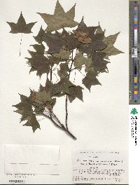 Acer pictum image