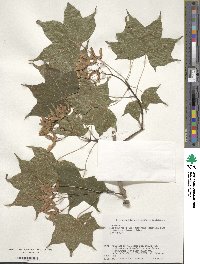 Acer pictum subsp. dissectum image