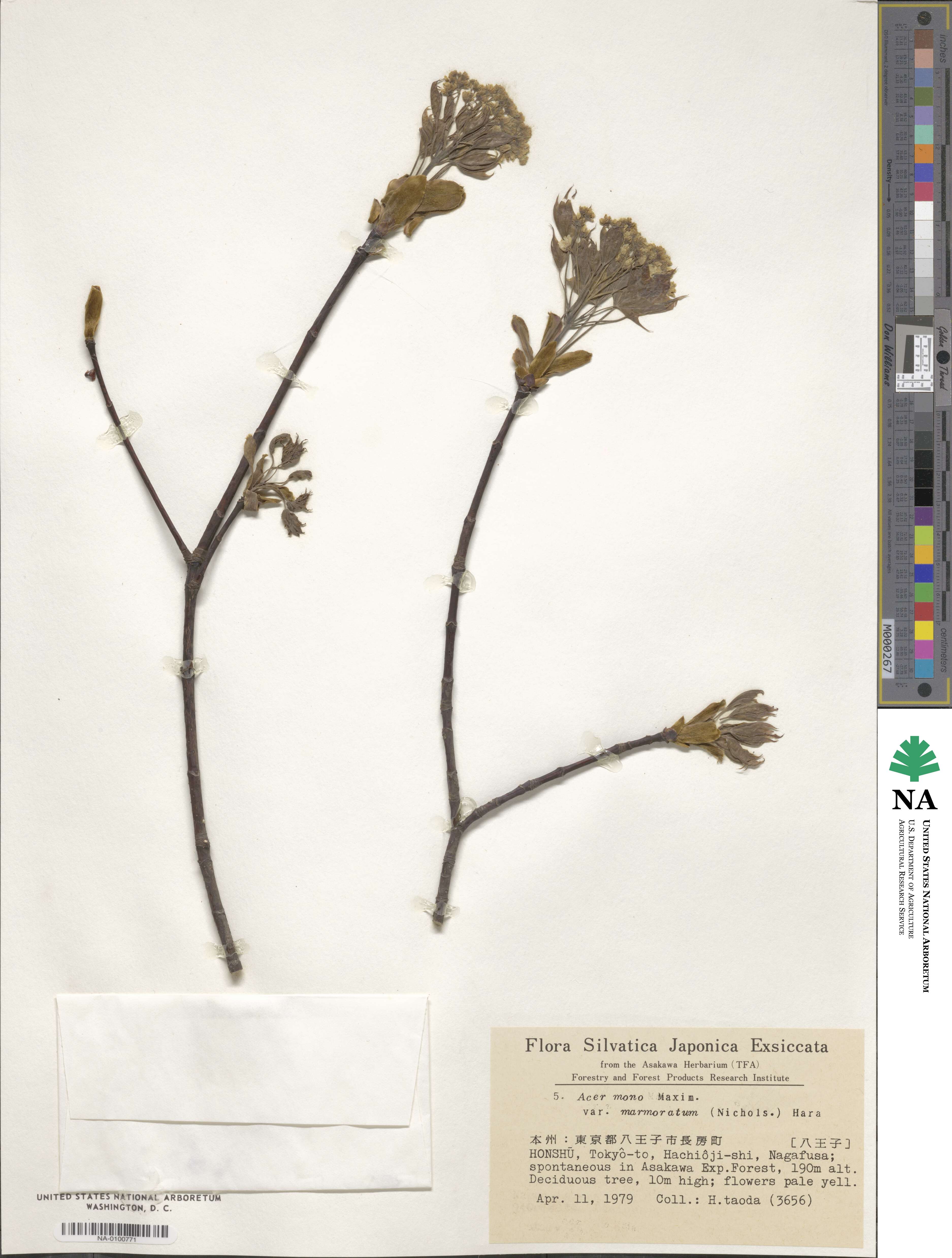 Acer pictum subsp. dissectum image