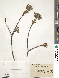 Acer pictum subsp. dissectum image