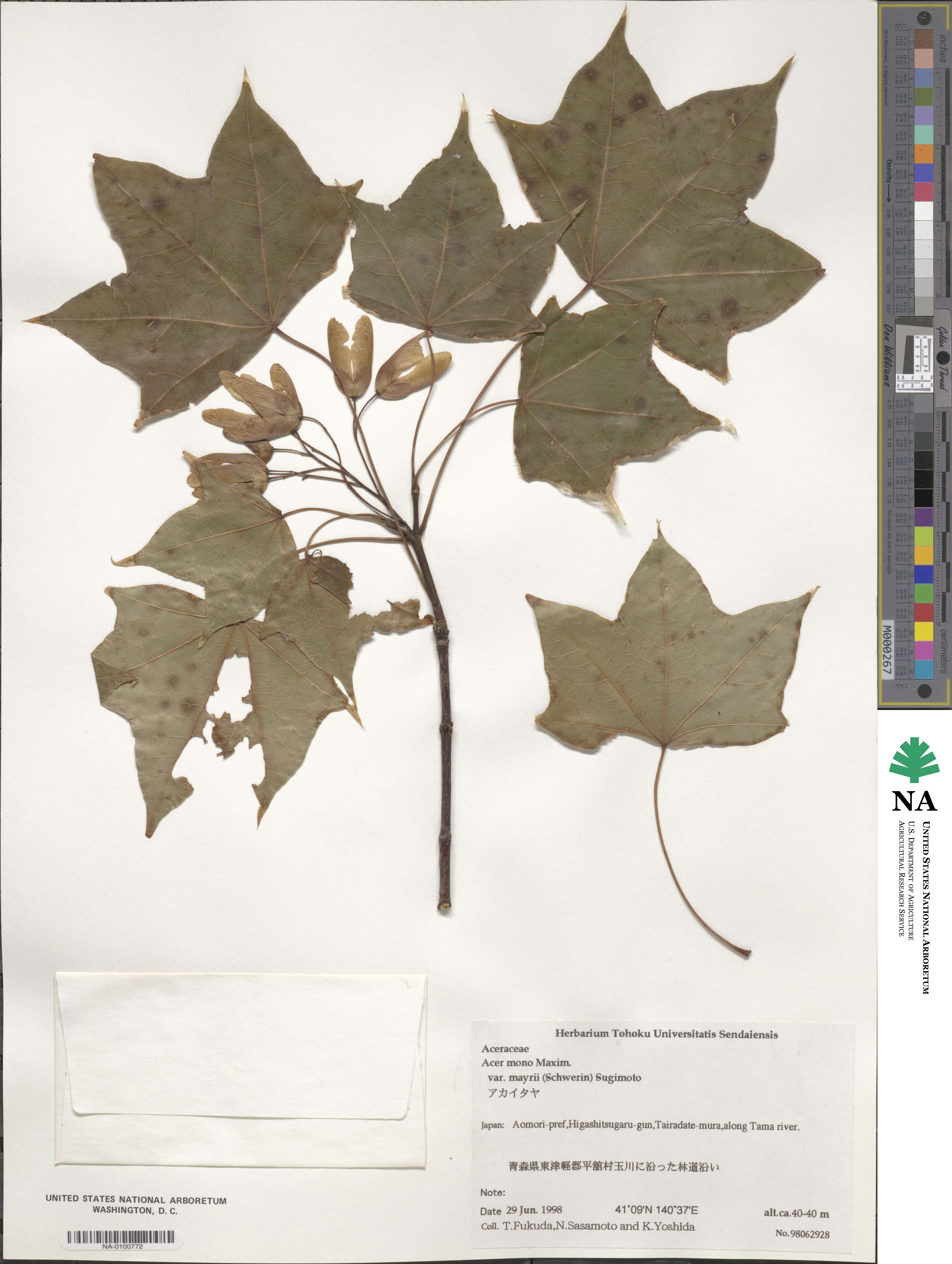 Acer pictum subsp. mayrii image