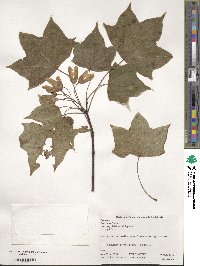 Acer pictum subsp. mayrii image