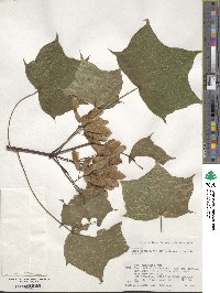 Acer pictum image