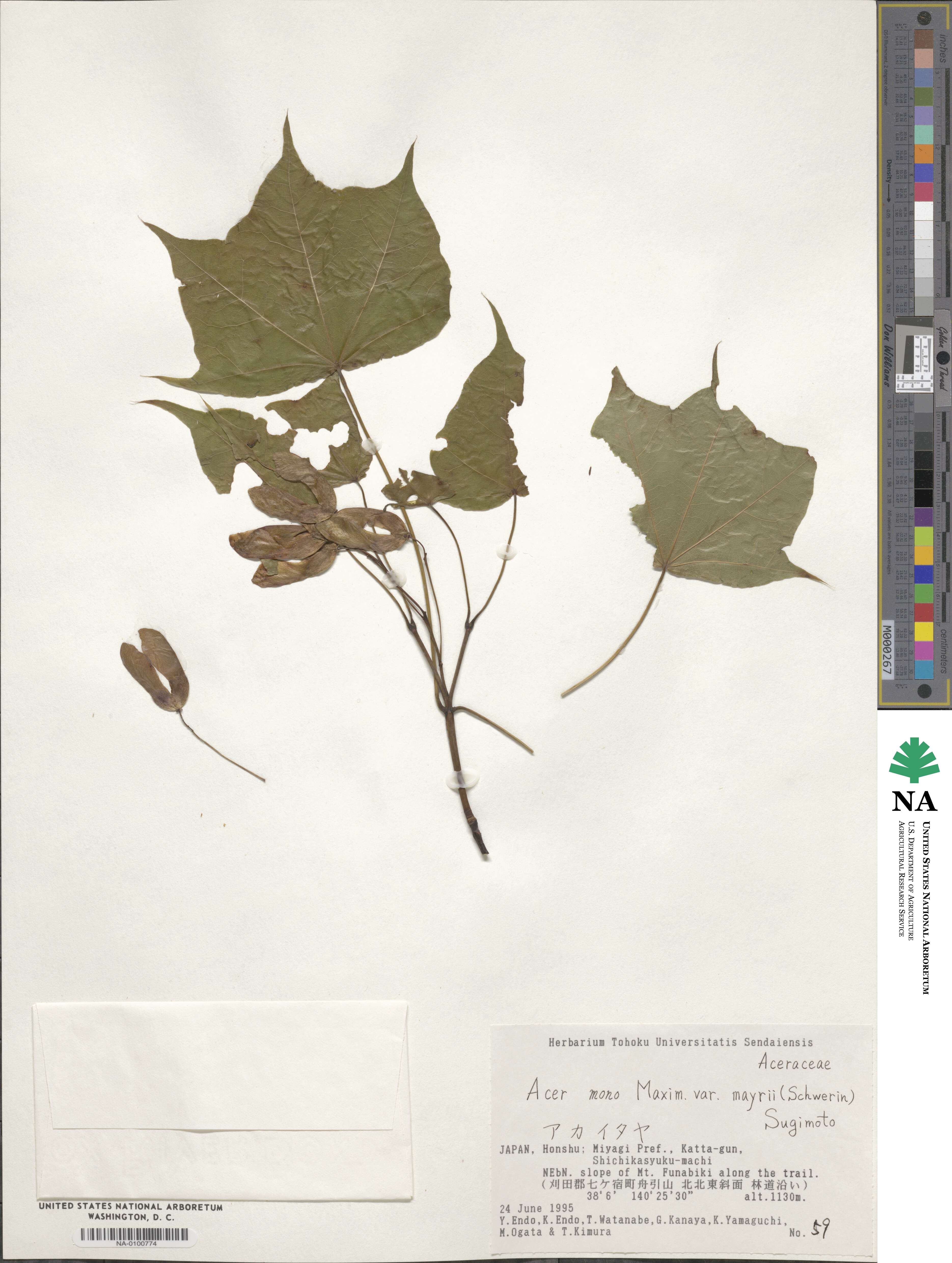 Acer pictum subsp. mayrii image