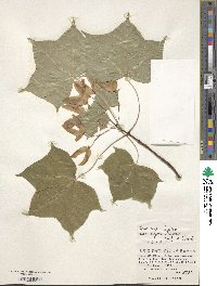 Acer pictum subsp. mayrii image