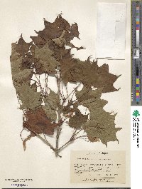 Acer pictum image