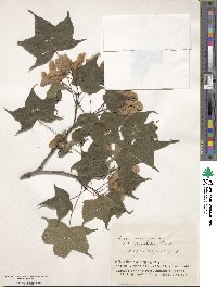 Acer pictum subsp. savatieri image