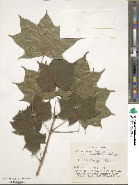 Acer pictum image