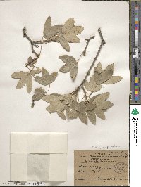 Acer monspessulanum image