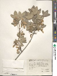 Acer monspessulanum image