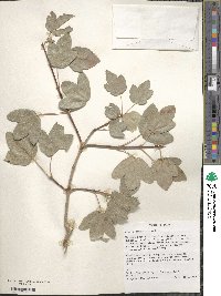 Acer monspessulanum image