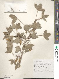 Acer monspessulanum image